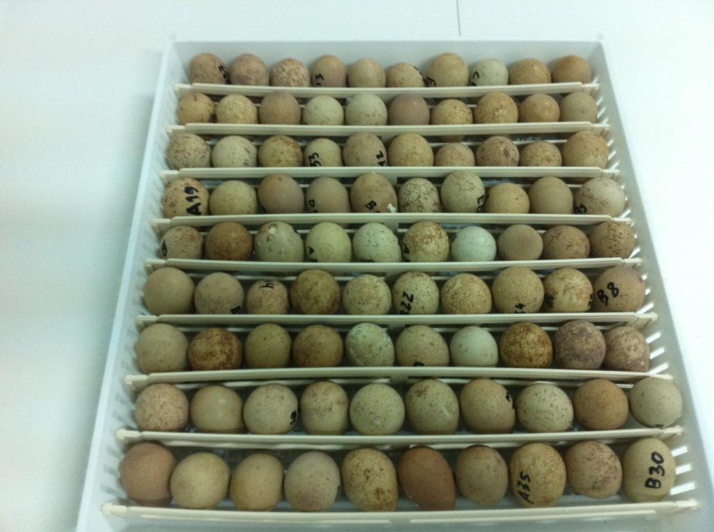 ovos de perdiz