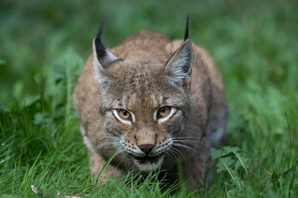 lince iberico